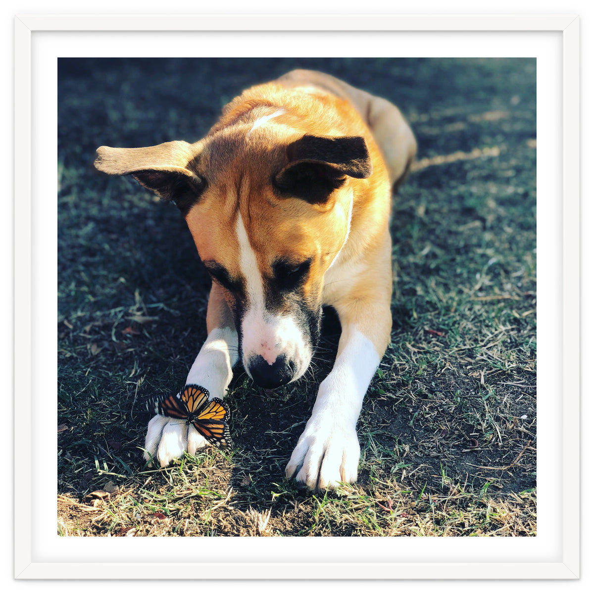 Cooper With Butterfly