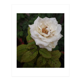 Fabulous White Rose Garden (Print Only) thumbnail