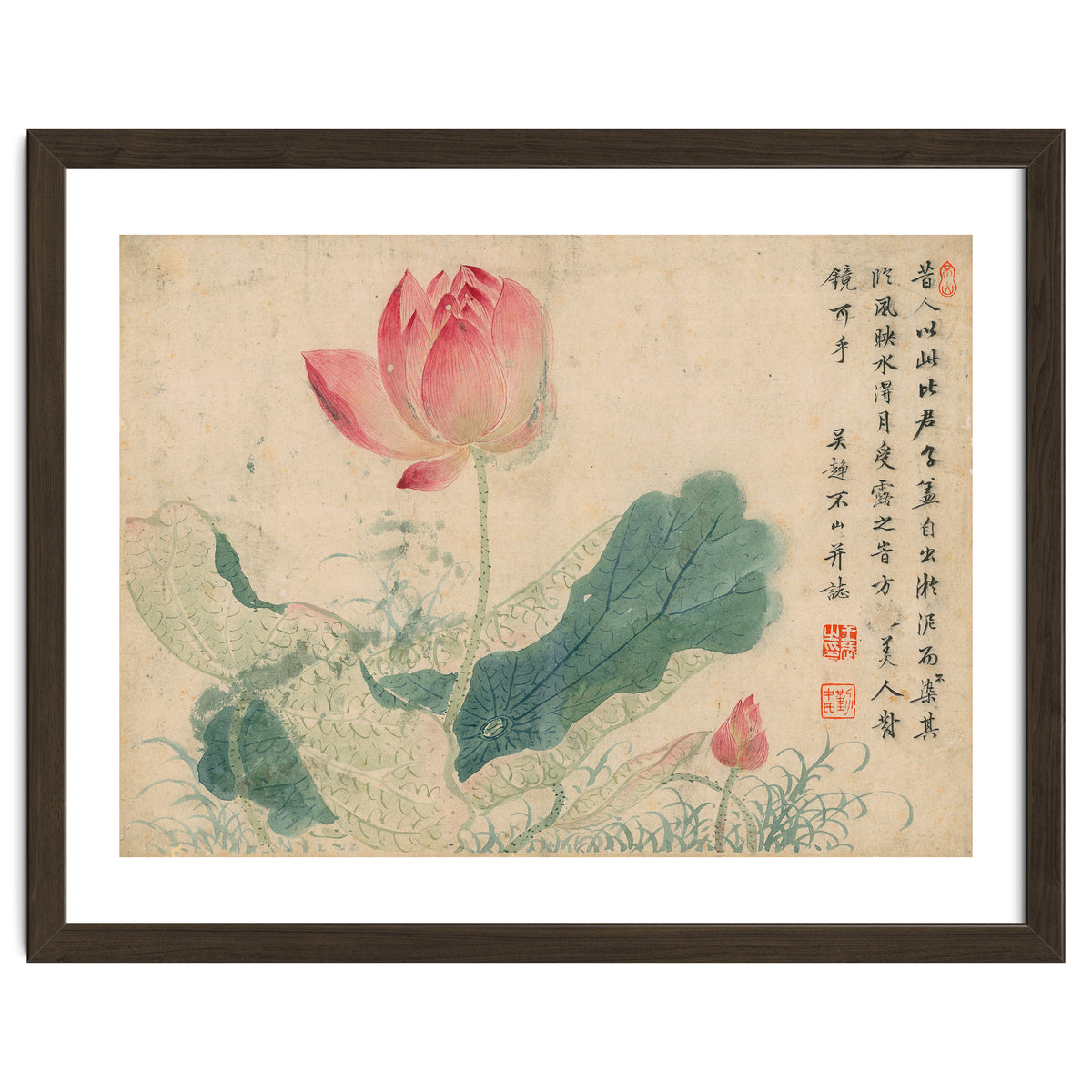 Qing Wangwu Flower album, lotus, lotus leaf, pond, copy of water grass