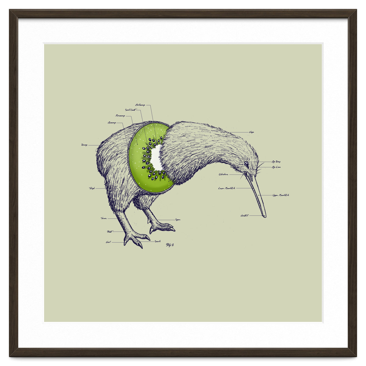 Kiwi Anatomy