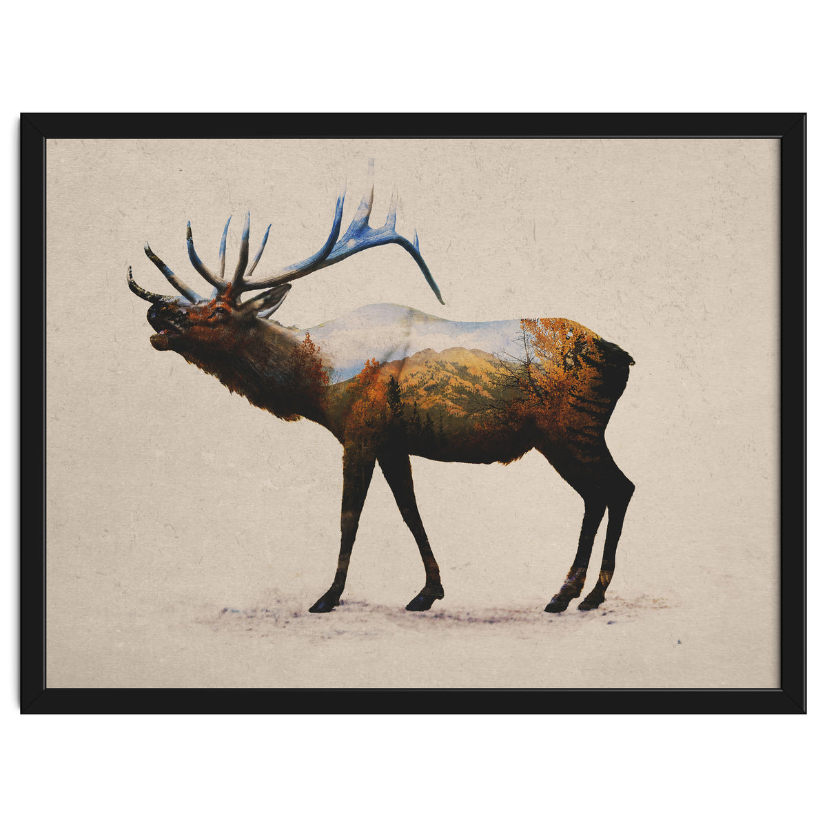 The Rocky Mountain Elk
