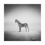 Zebra Mist (Print Only) thumbnail