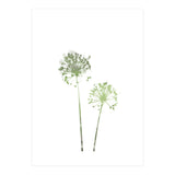 Olive Green Dandelion (Print Only) thumbnail
