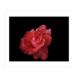 Coral Rose (Print Only) thumbnail