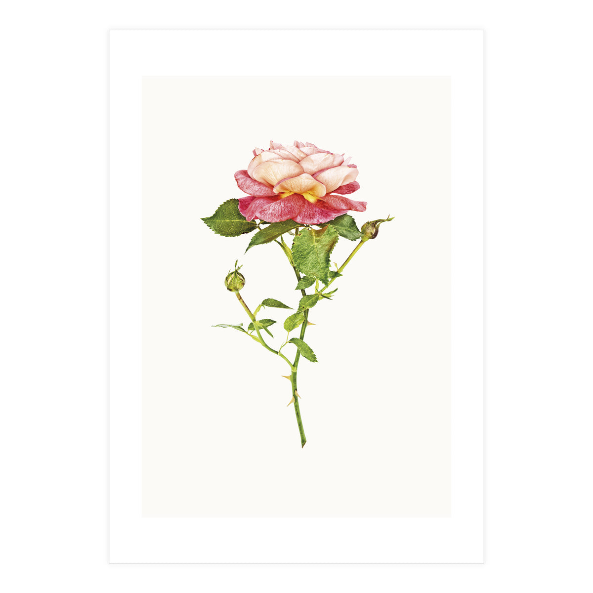 Cc Roses 03 (Print Only)