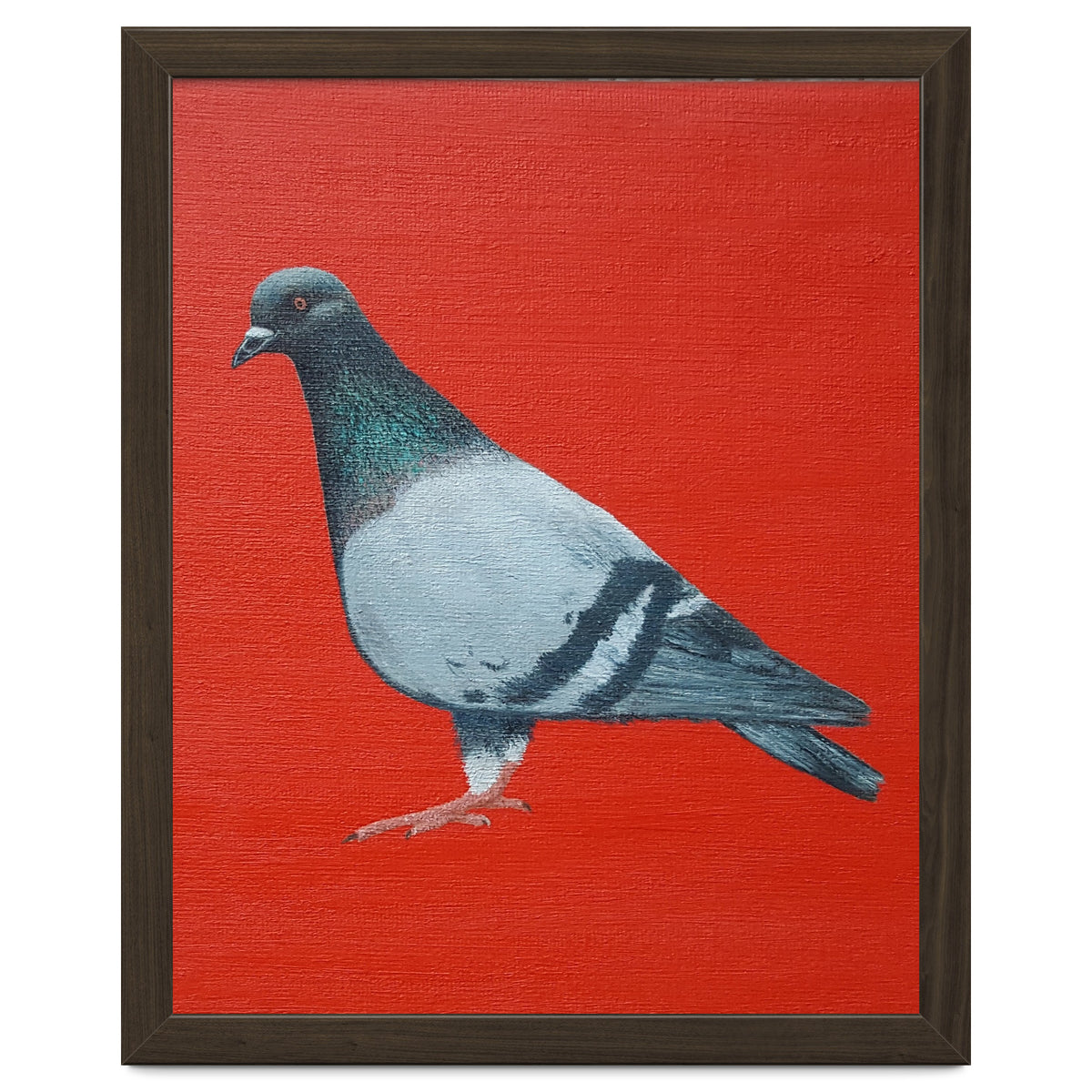 Pigeon