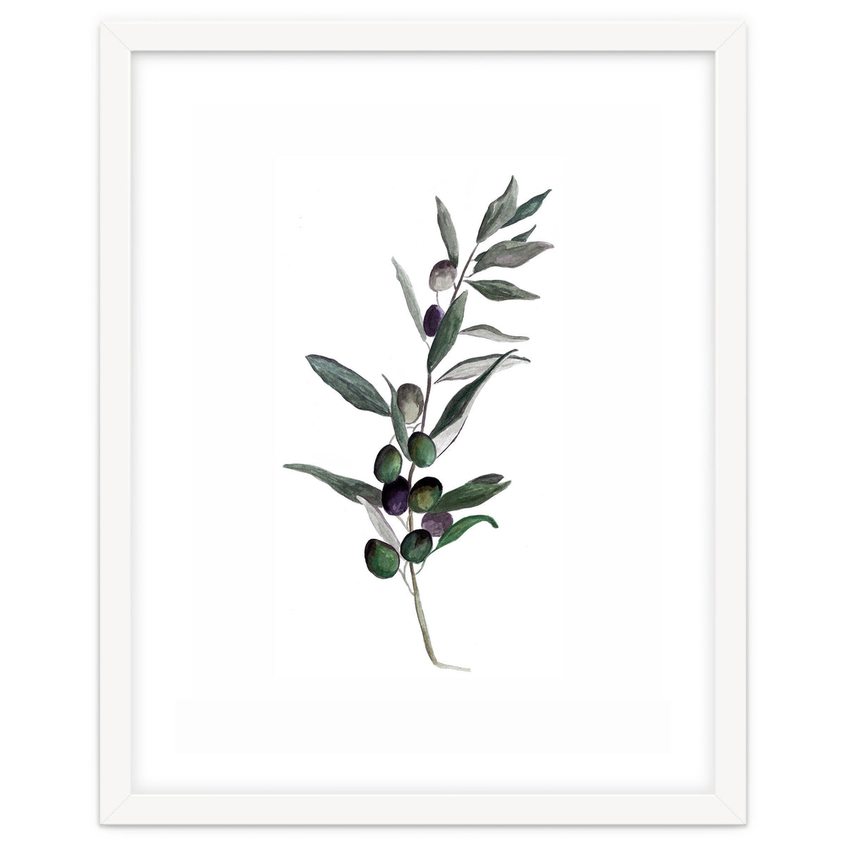 Botanical Illustration Olive