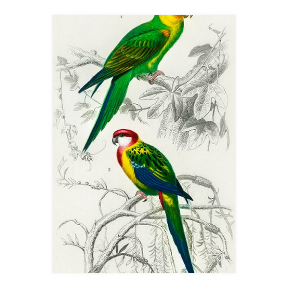 Different types of birds illustrated (Print Only)