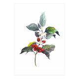 1 Botanical Illustration Kaffee Pflanze (Print Only) thumbnail