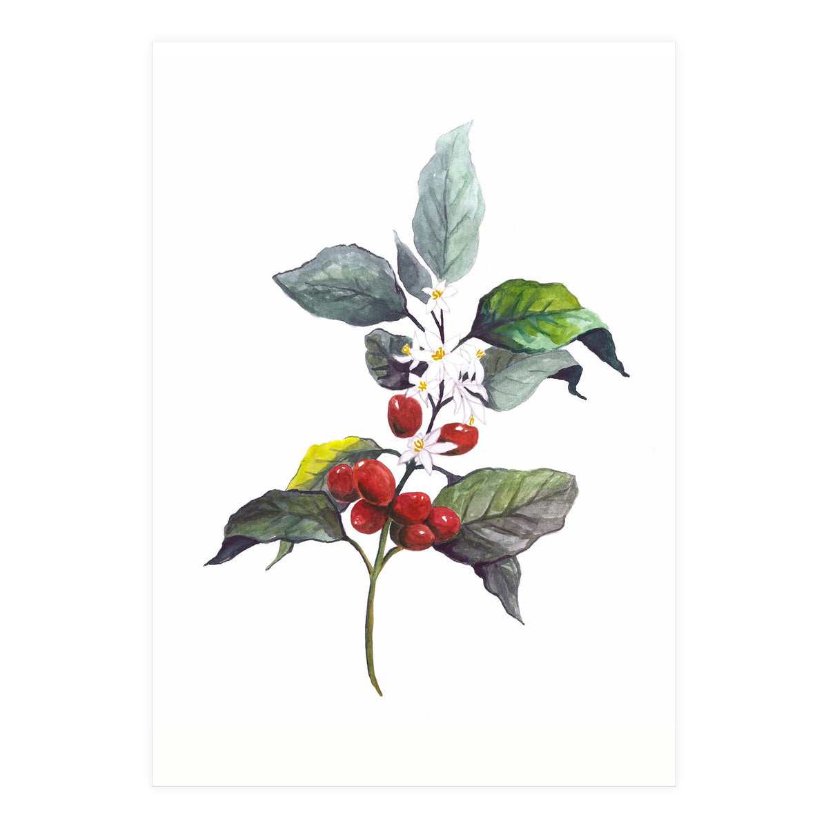 1 Botanical Illustration Kaffee Pflanze (Print Only)