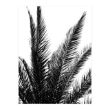 Black and White (Print Only) thumbnail