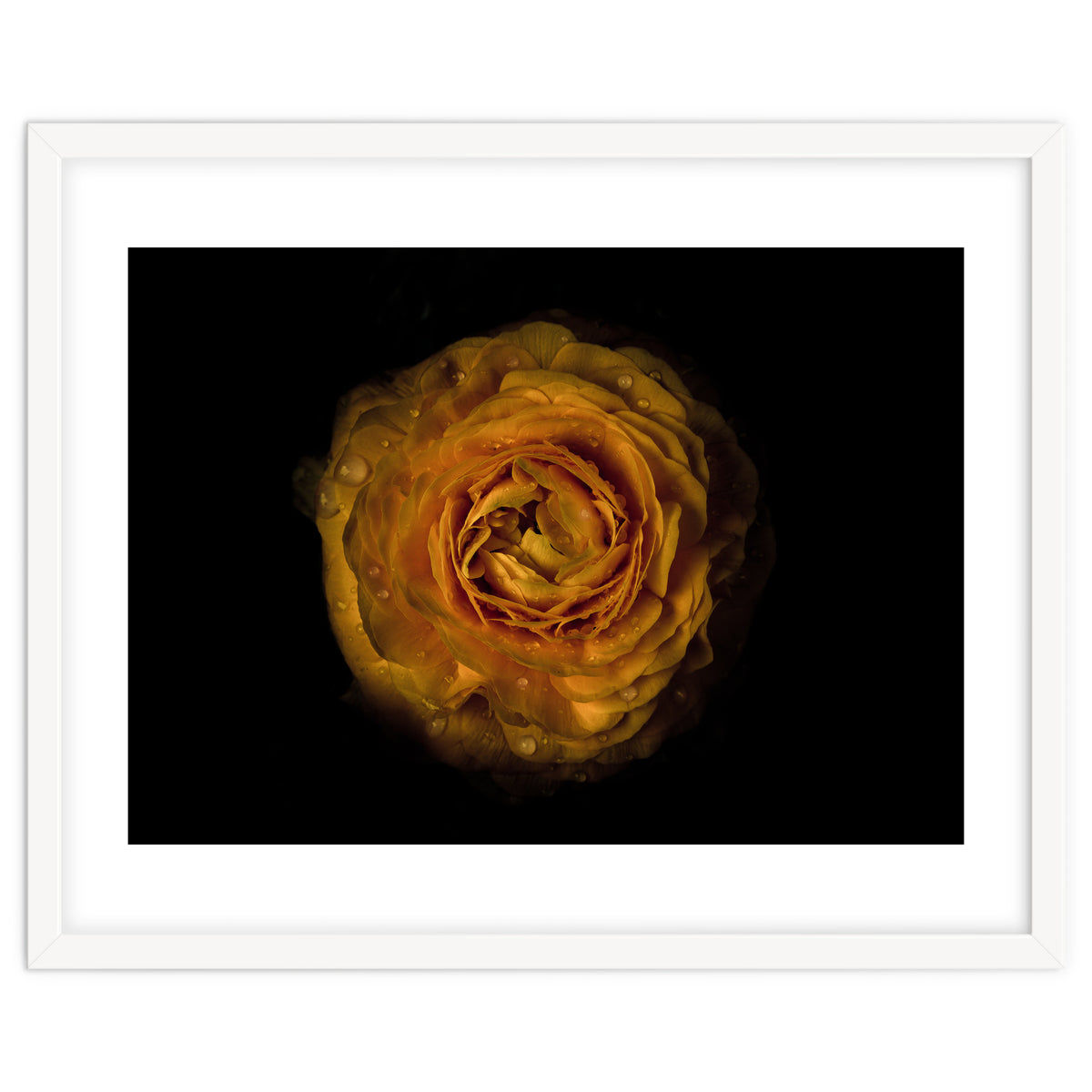 Backyard Flowers No 73 Color Version