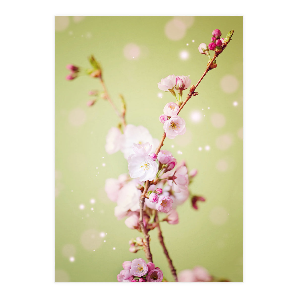 Springflowers (Print Only)