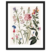 Flowers Botanical Vintage Illustration
