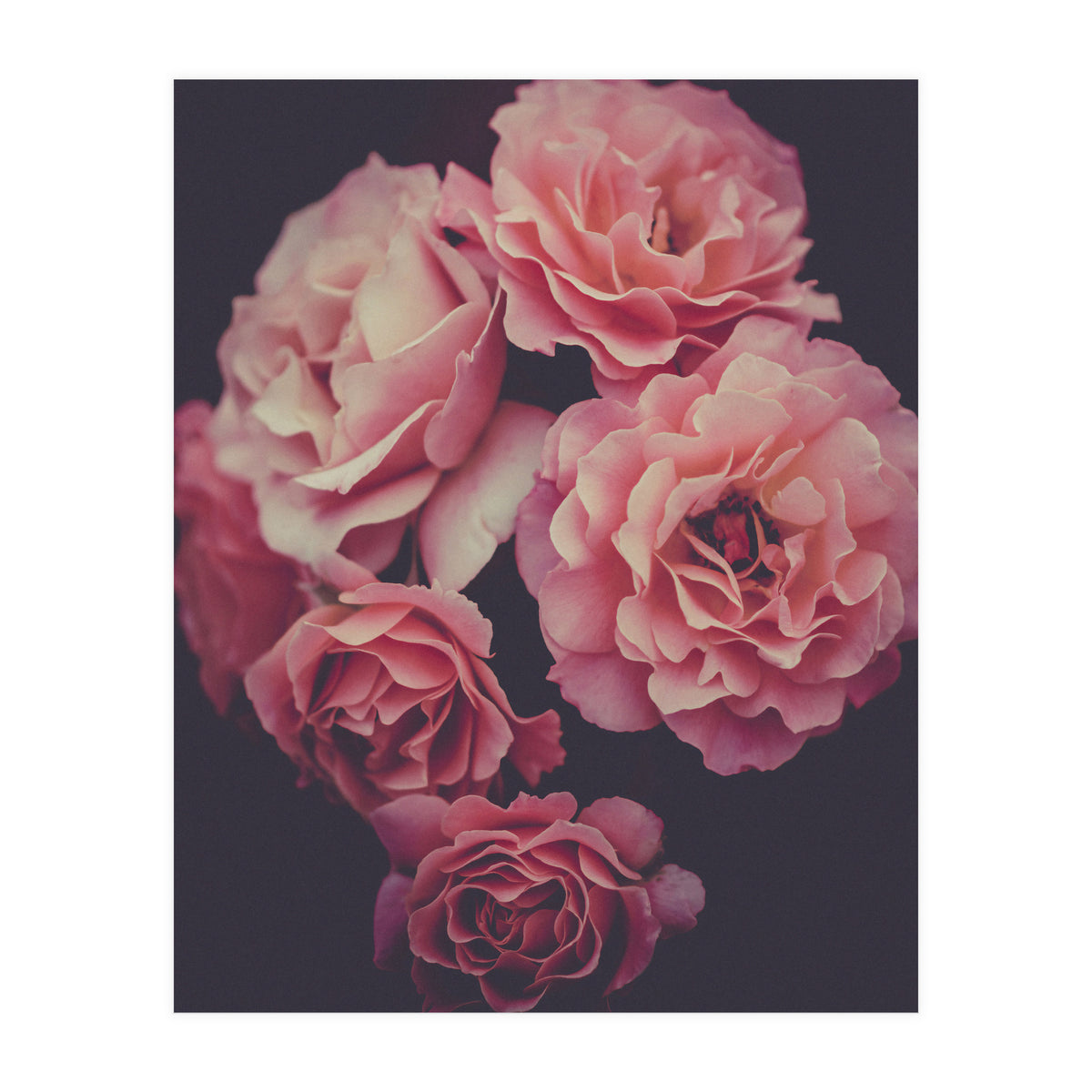 Dreamy Roses (Print Only)