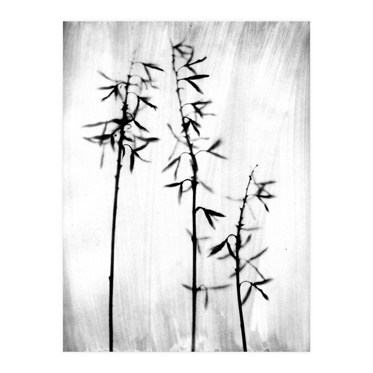 Hosta 3 (Print Only)