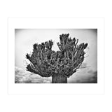 Cut down tree top (Print Only) thumbnail
