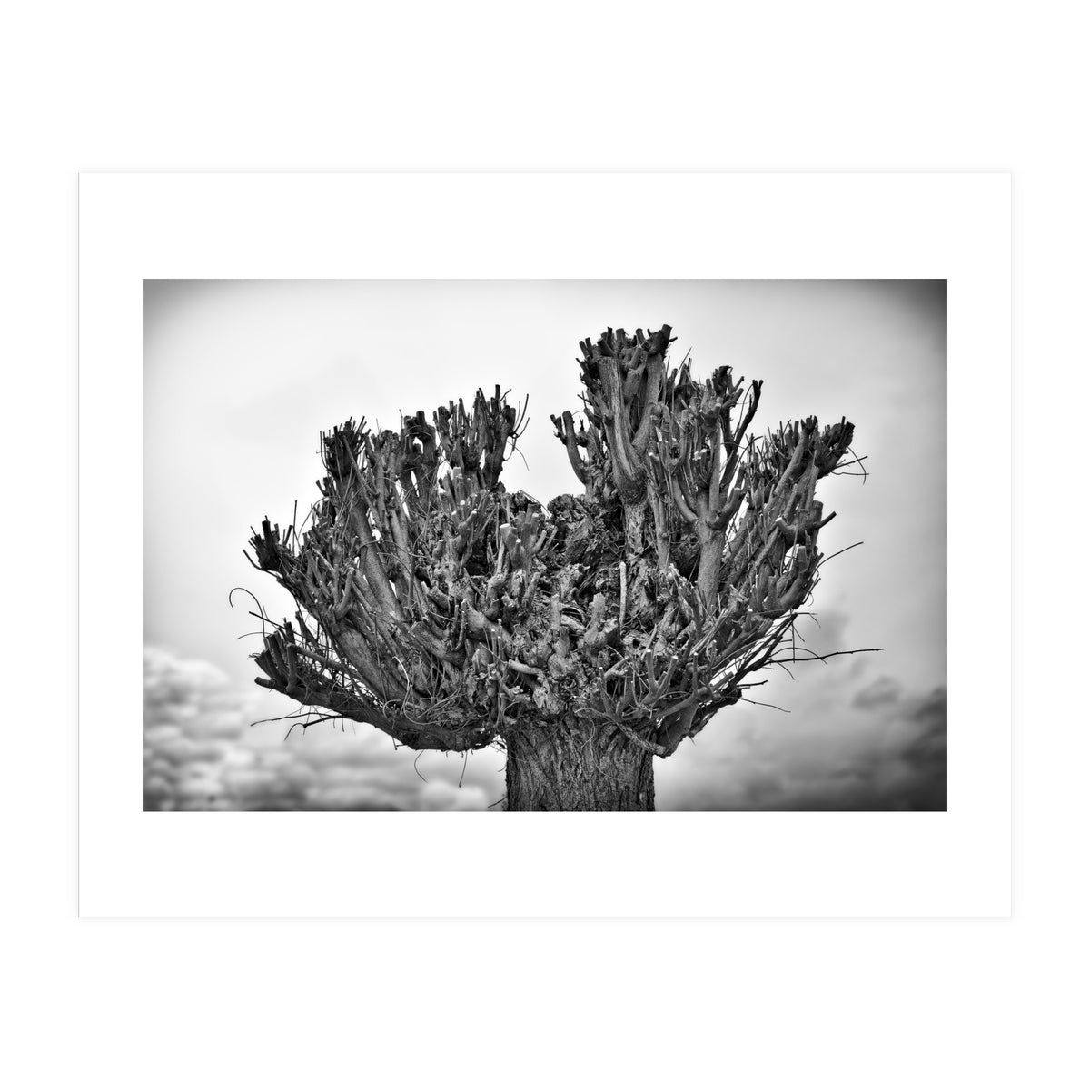 Cut down tree top (Print Only)