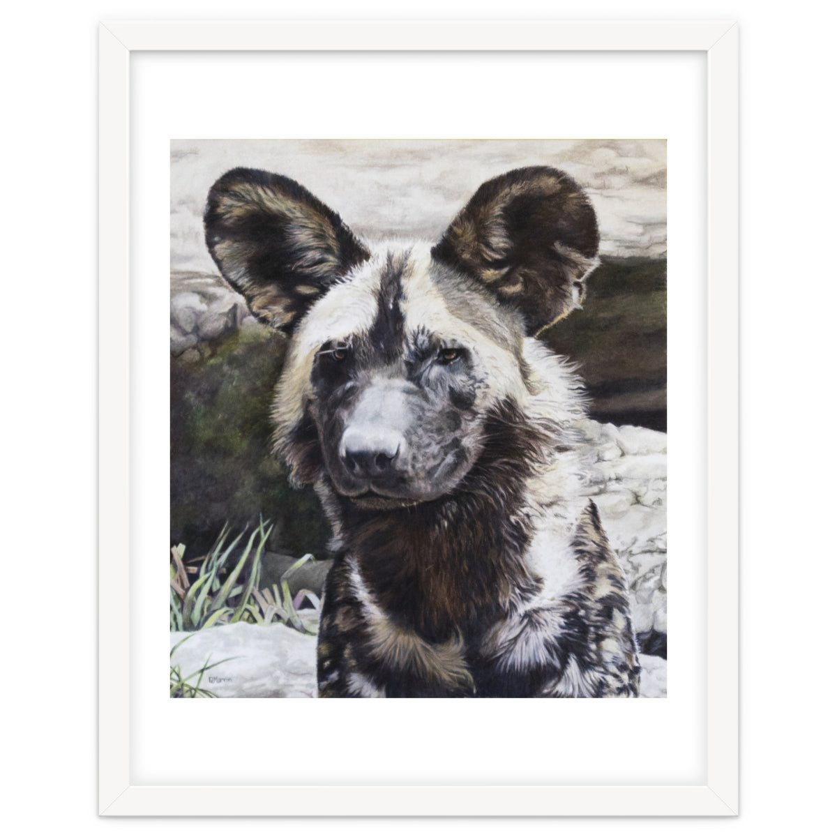 African Painted Dog II