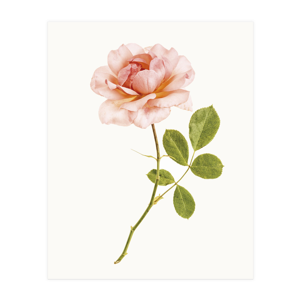 Cc Roses 01 (Print Only)