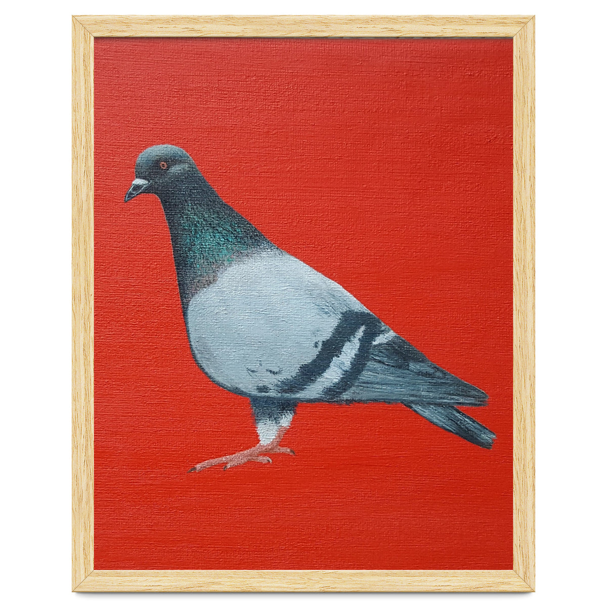 Pigeon