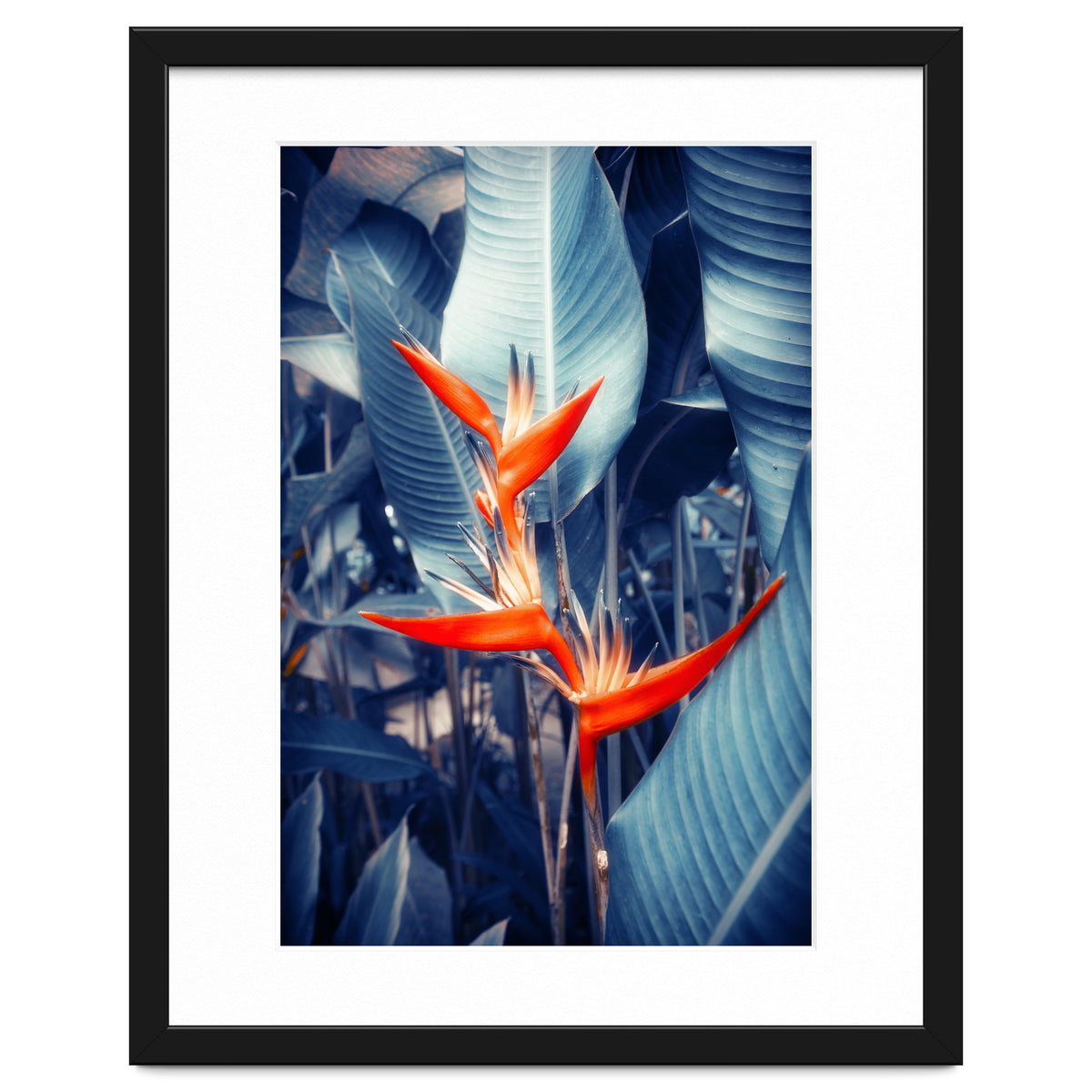 Parakeet Tropical Flower