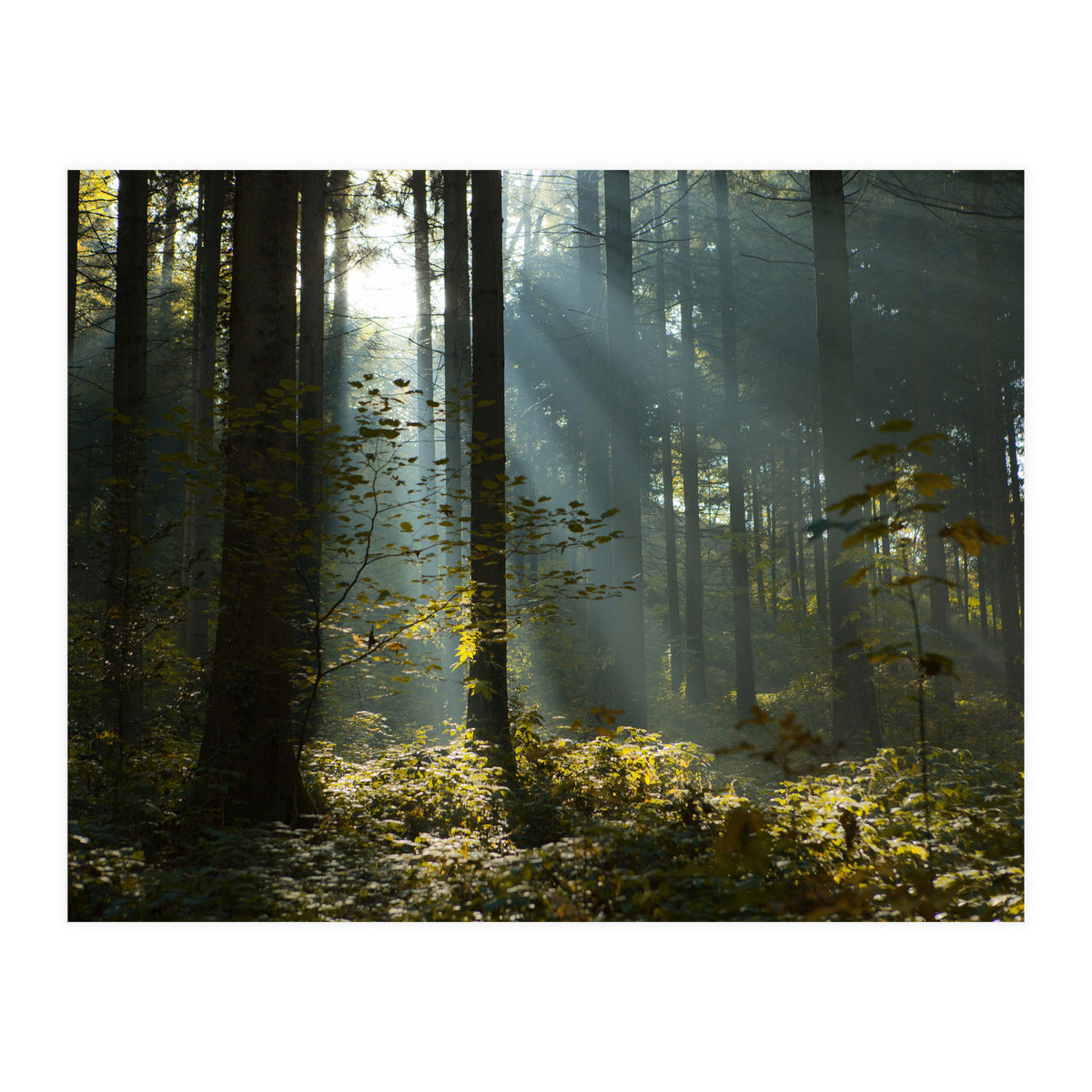 Reidholz (Print Only)