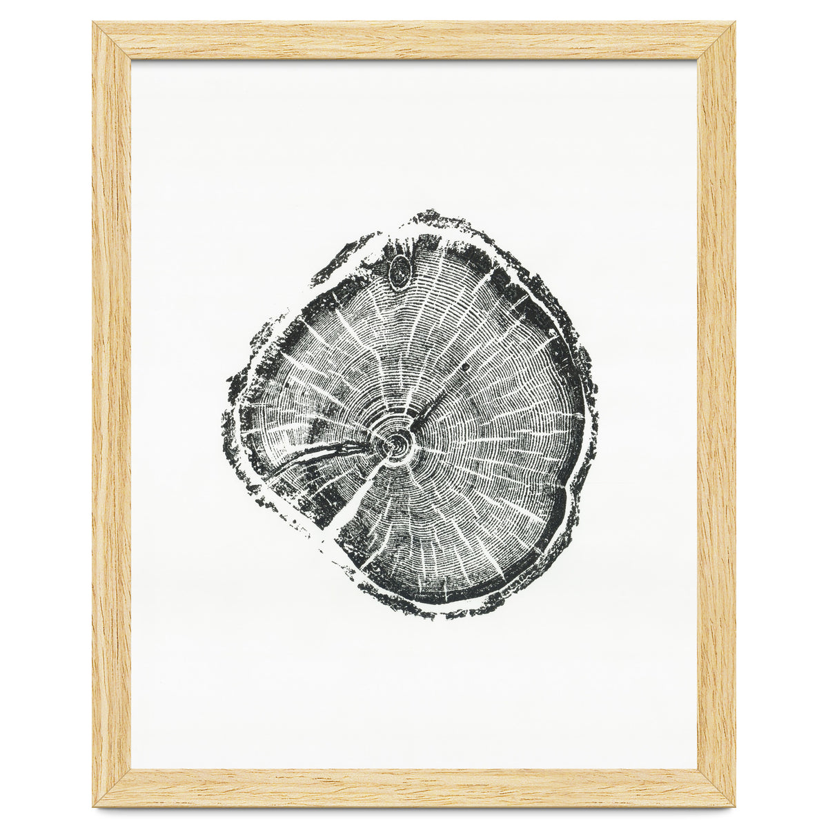 Tree Ring Print, Albion Basin, Utah, Pine Tree Print