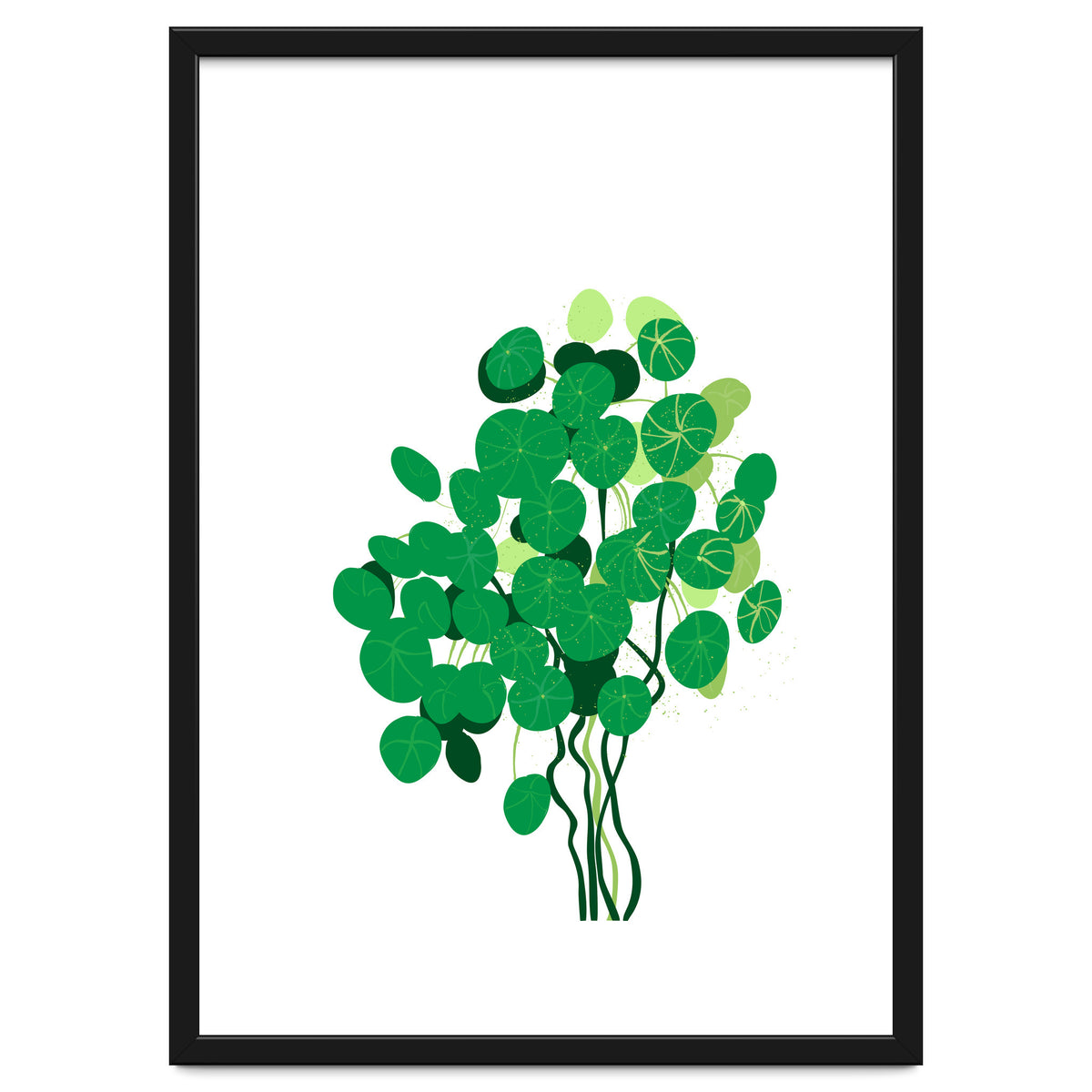Pilea