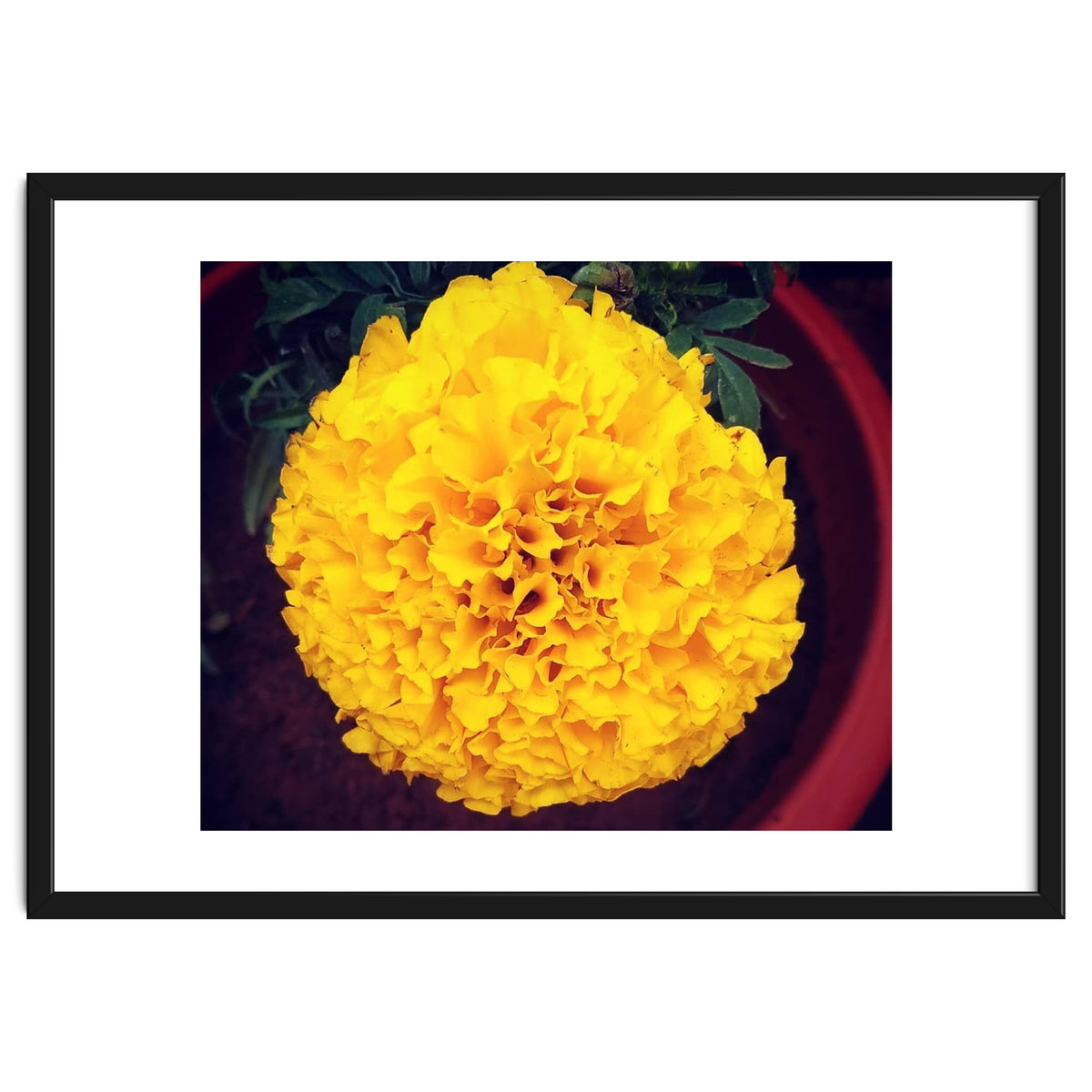 Yellow Chrysanthemum