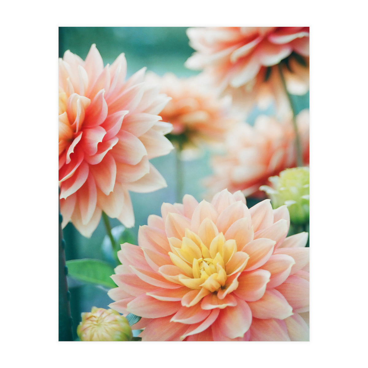 Happy Flowers (Print Only)