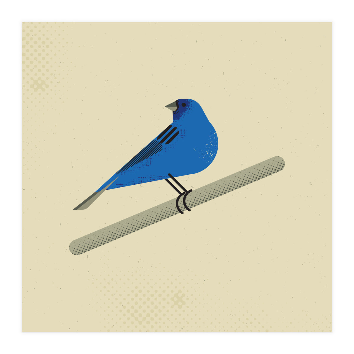 Indigo Bunting  (Print Only)