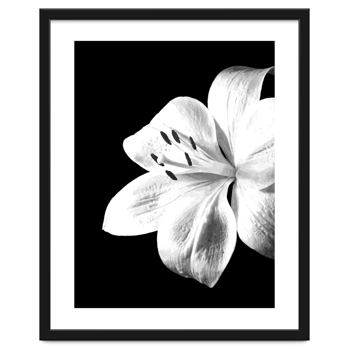 White Lily Black Background