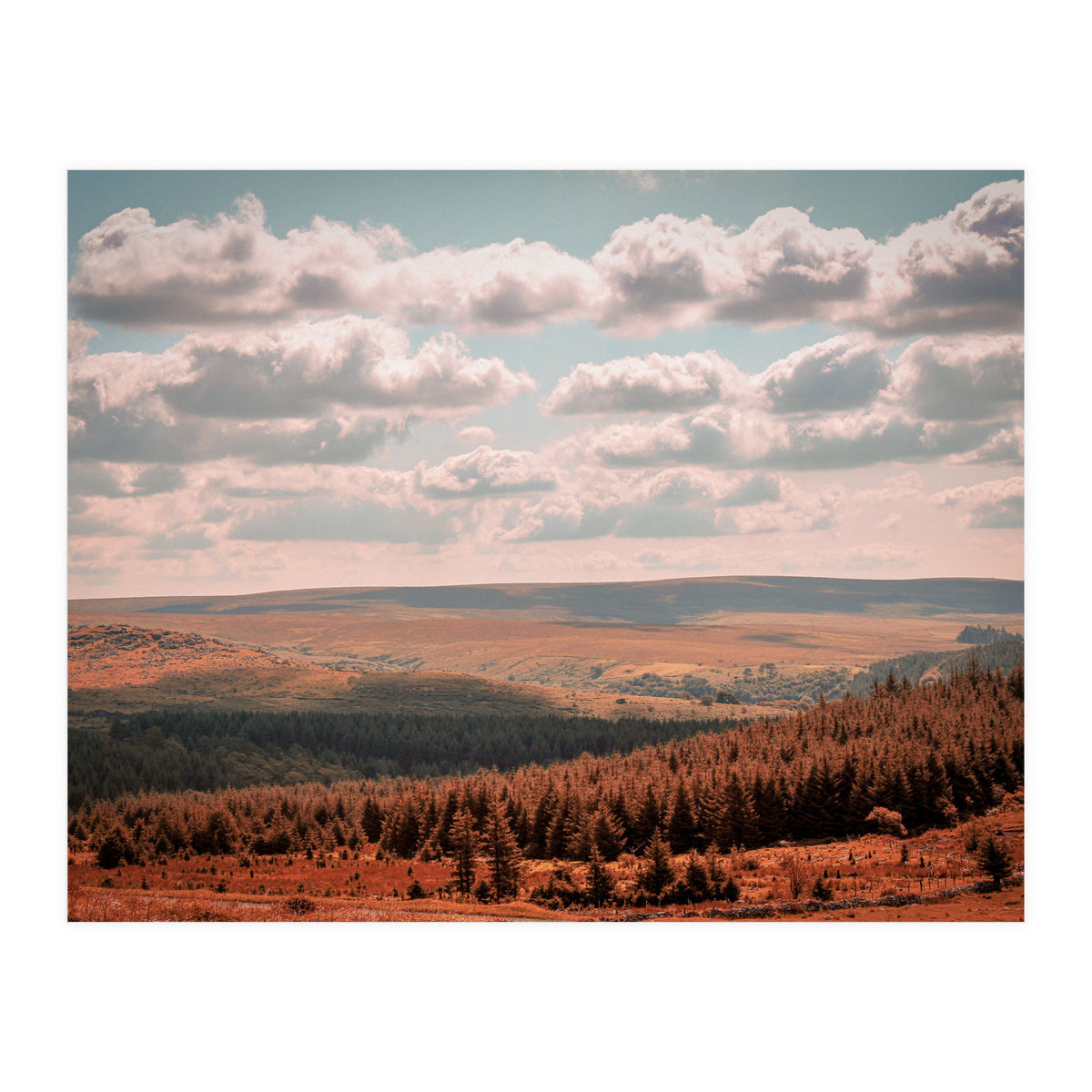 Dartmoor forest (Print Only)
