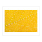 Autumn Leaf (Print Only) thumbnail