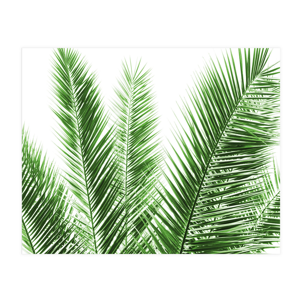 Palm Leaves (Print Only)