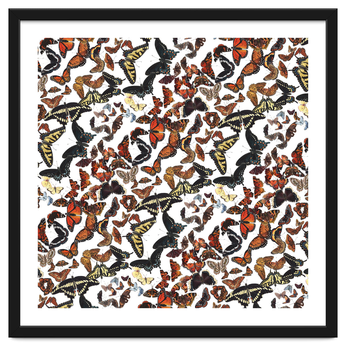 Maine Butterflies Pattern