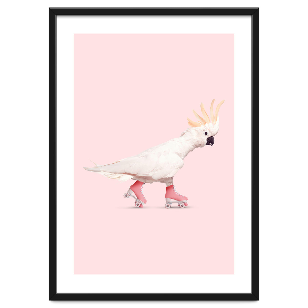 Rollerskating Cockatoo
