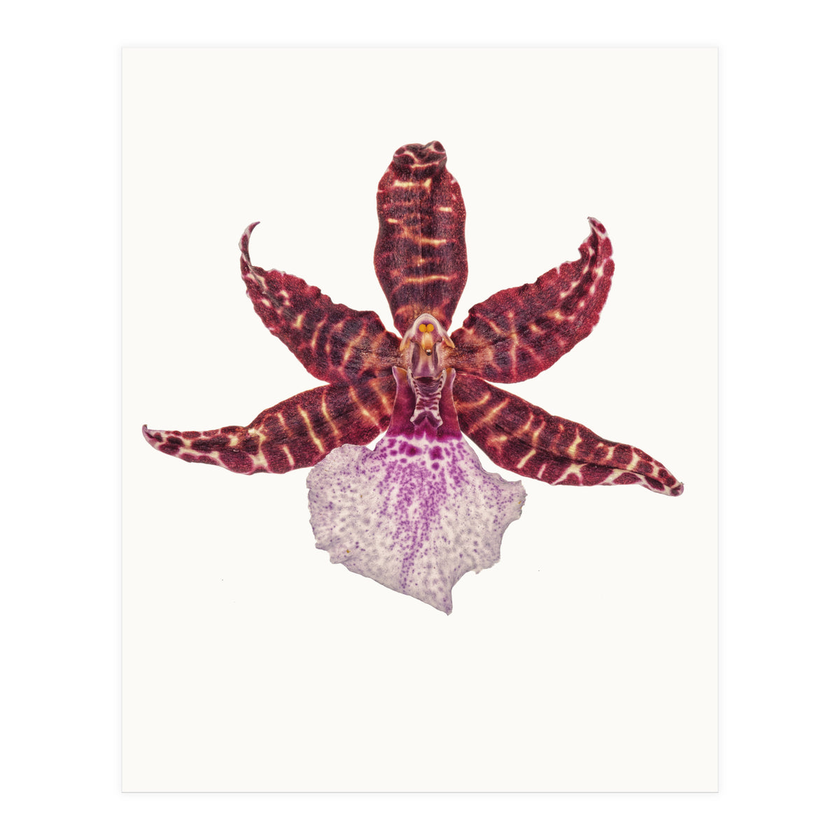 Cc Flower 05 (Print Only)