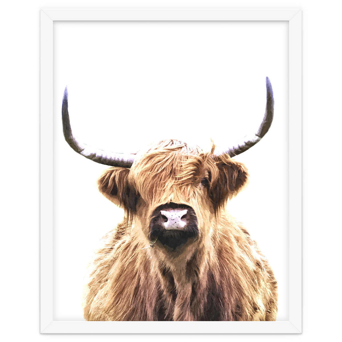 Highland Cow Portrait