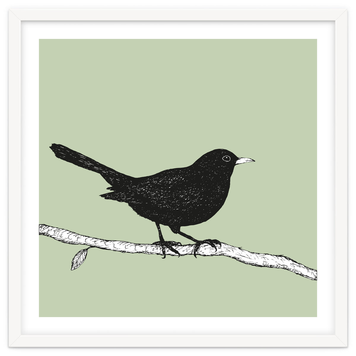 Blackbird pen drawing