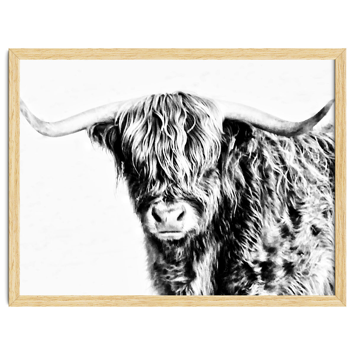 Highland bull