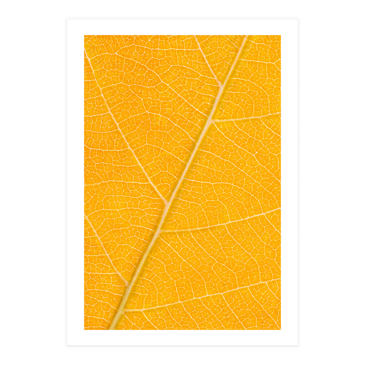 Autumn Leaf (Print Only)