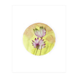 Circular Astrantia  (Print Only) thumbnail