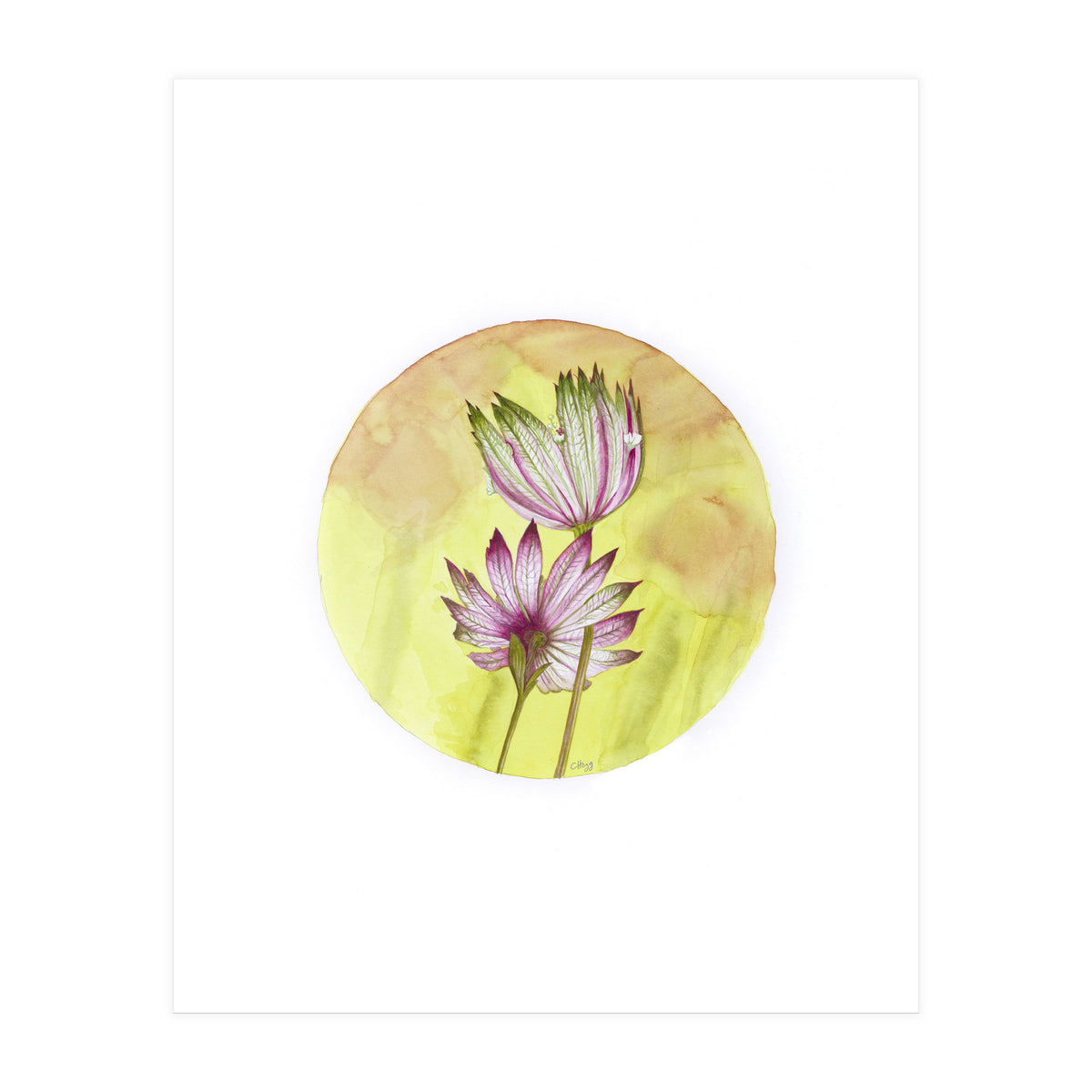 Circular Astrantia  (Print Only)