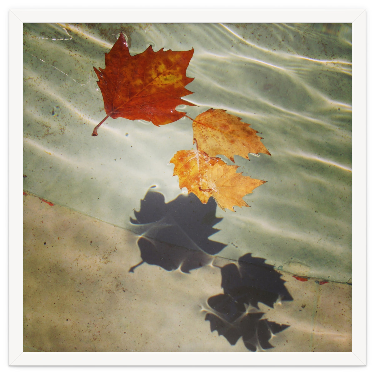 Floating leaves
