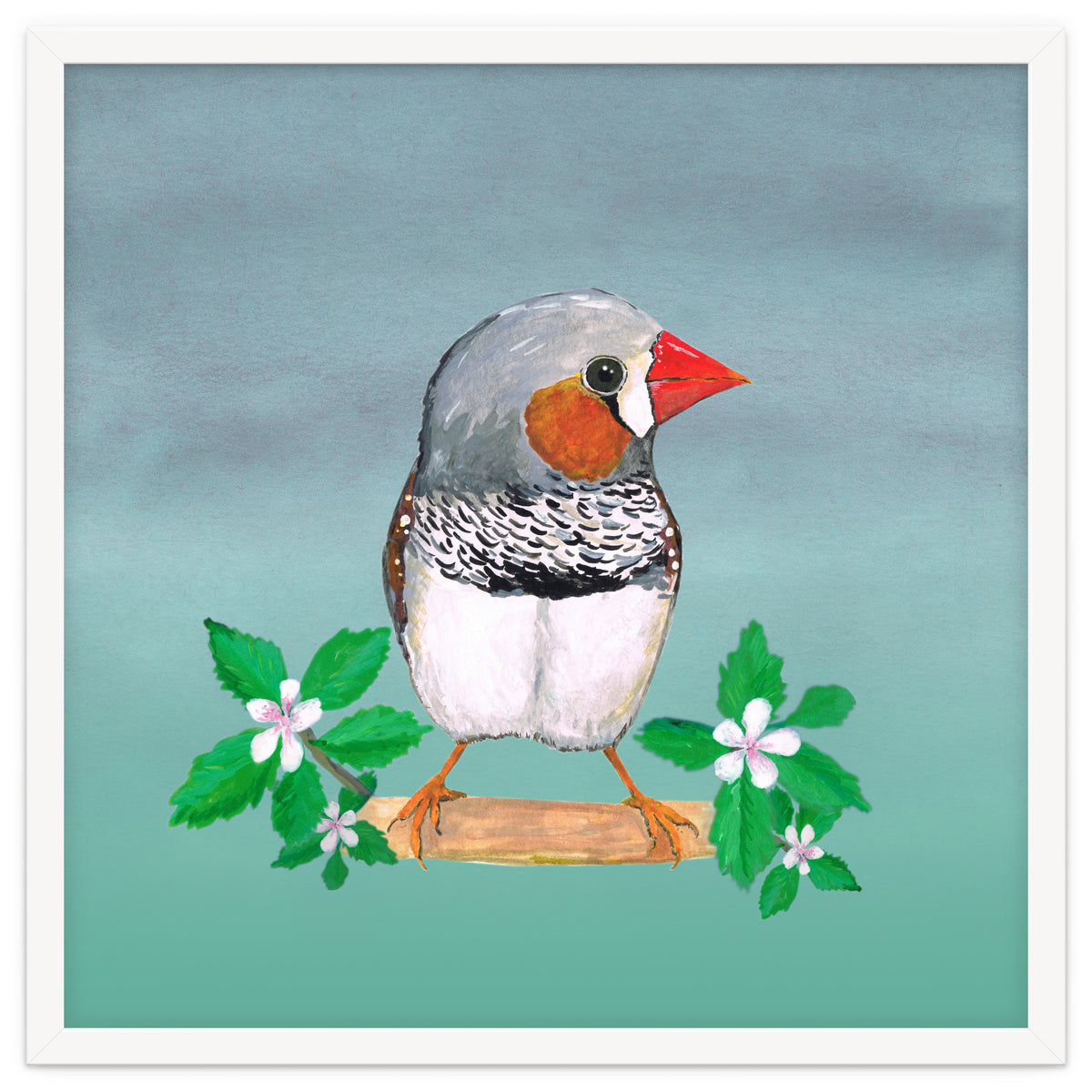 Zebra finch