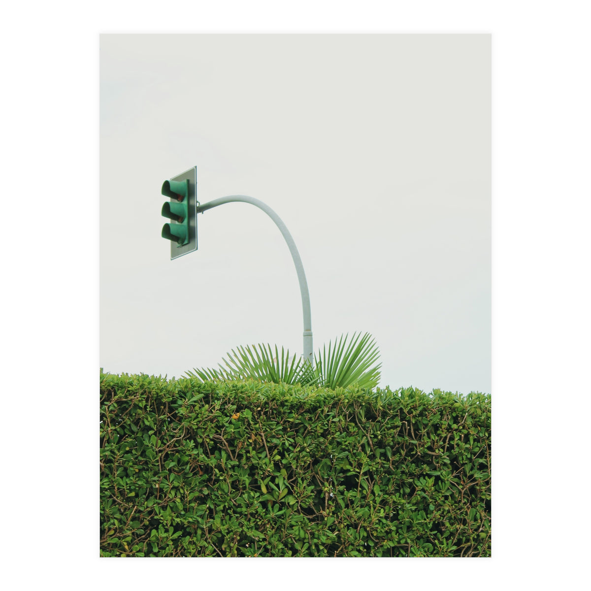 Urban Plant (Print Only)