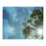 Sun Through Trees (Print Only) thumbnail