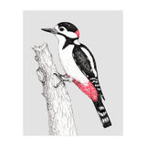 Great spotted woodpecker (Print Only) thumbnail